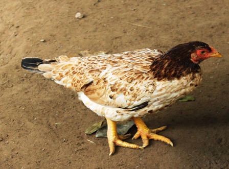 Làng nuôi gà Móng “nhộn nhịp” phục vụ tết Nguyên đán